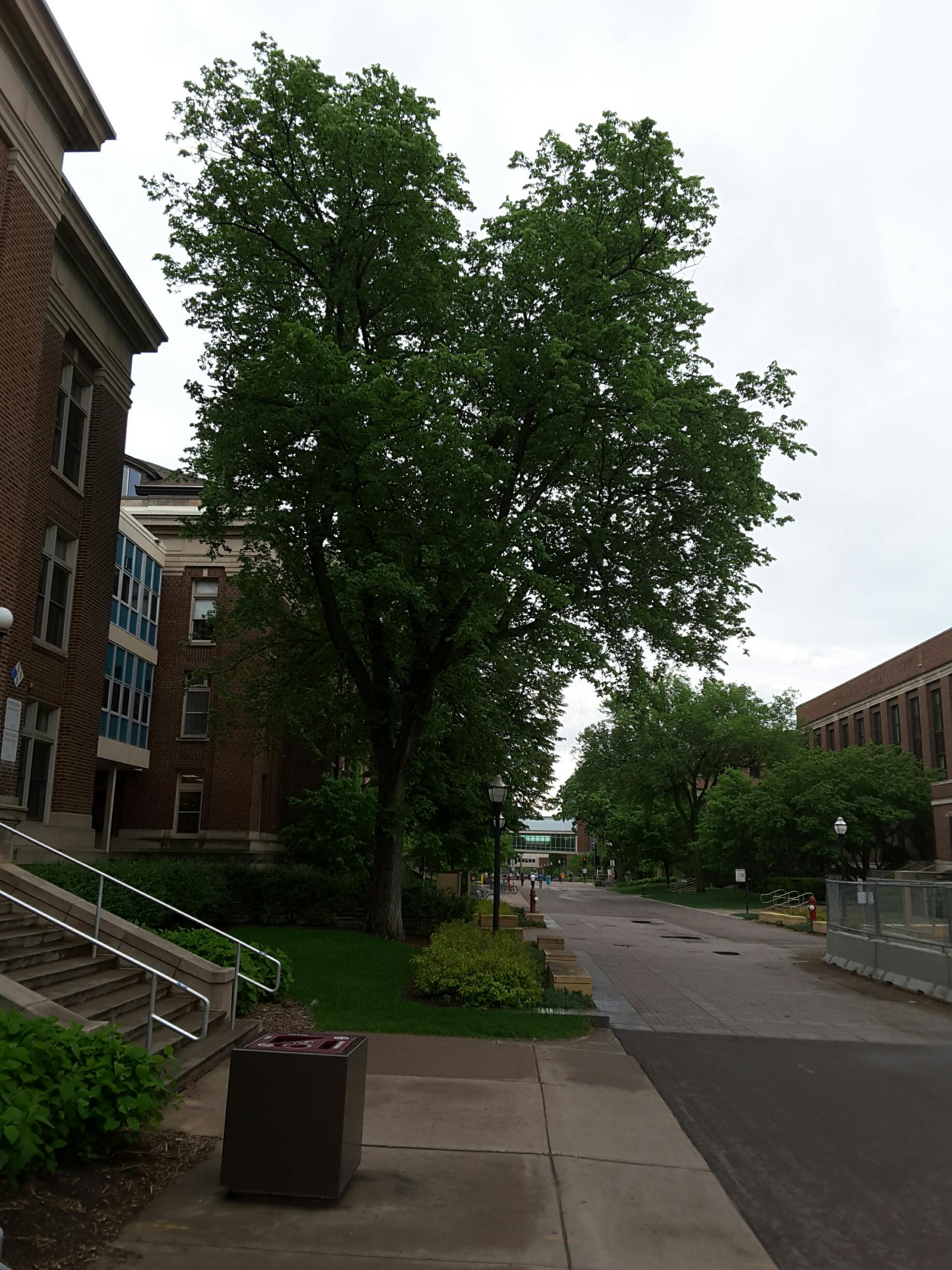 Photo - Outside - Park or Tree on 2017-05-17