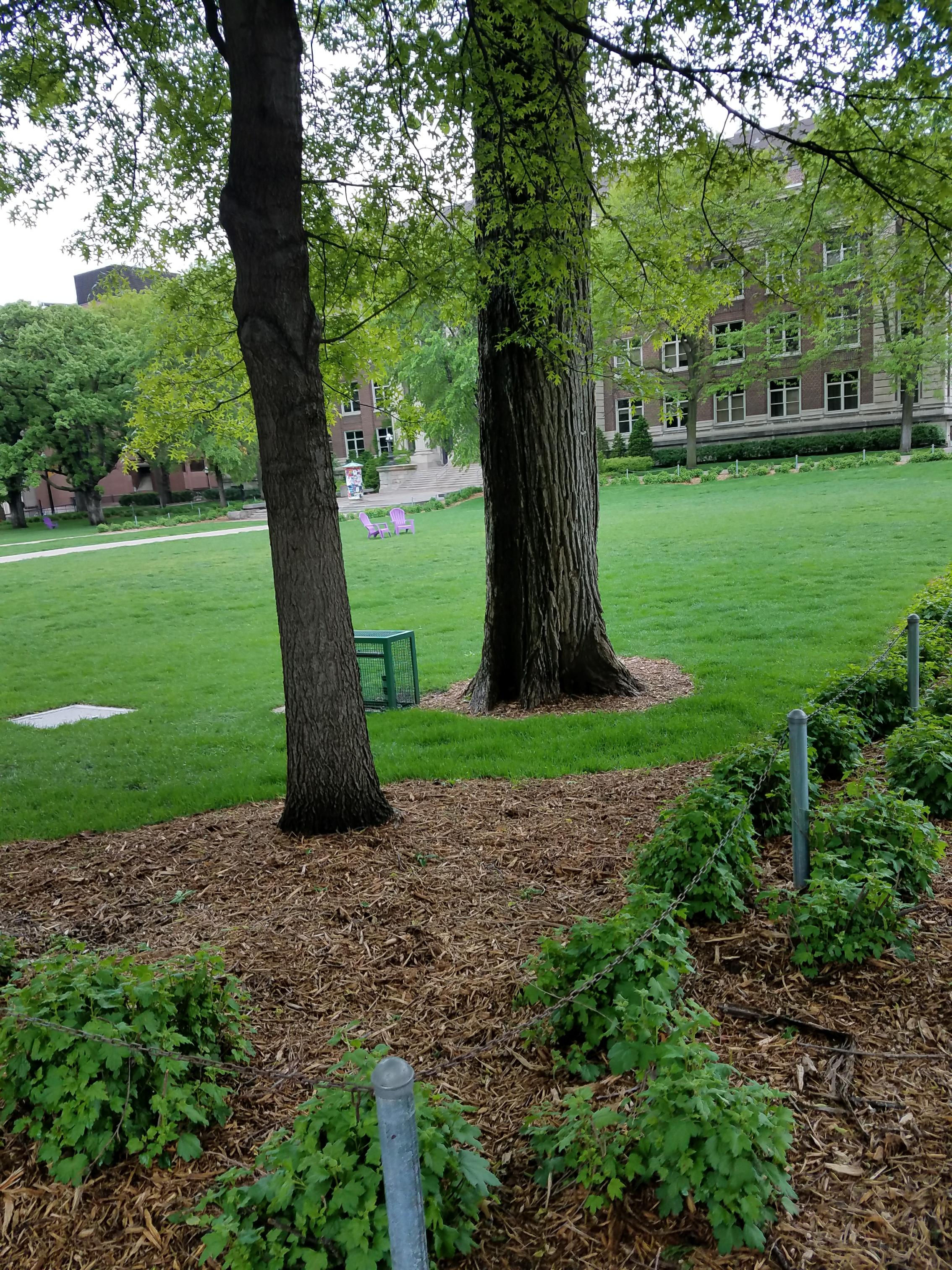 Photo - Outside - Park or Tree on 2017-05-17