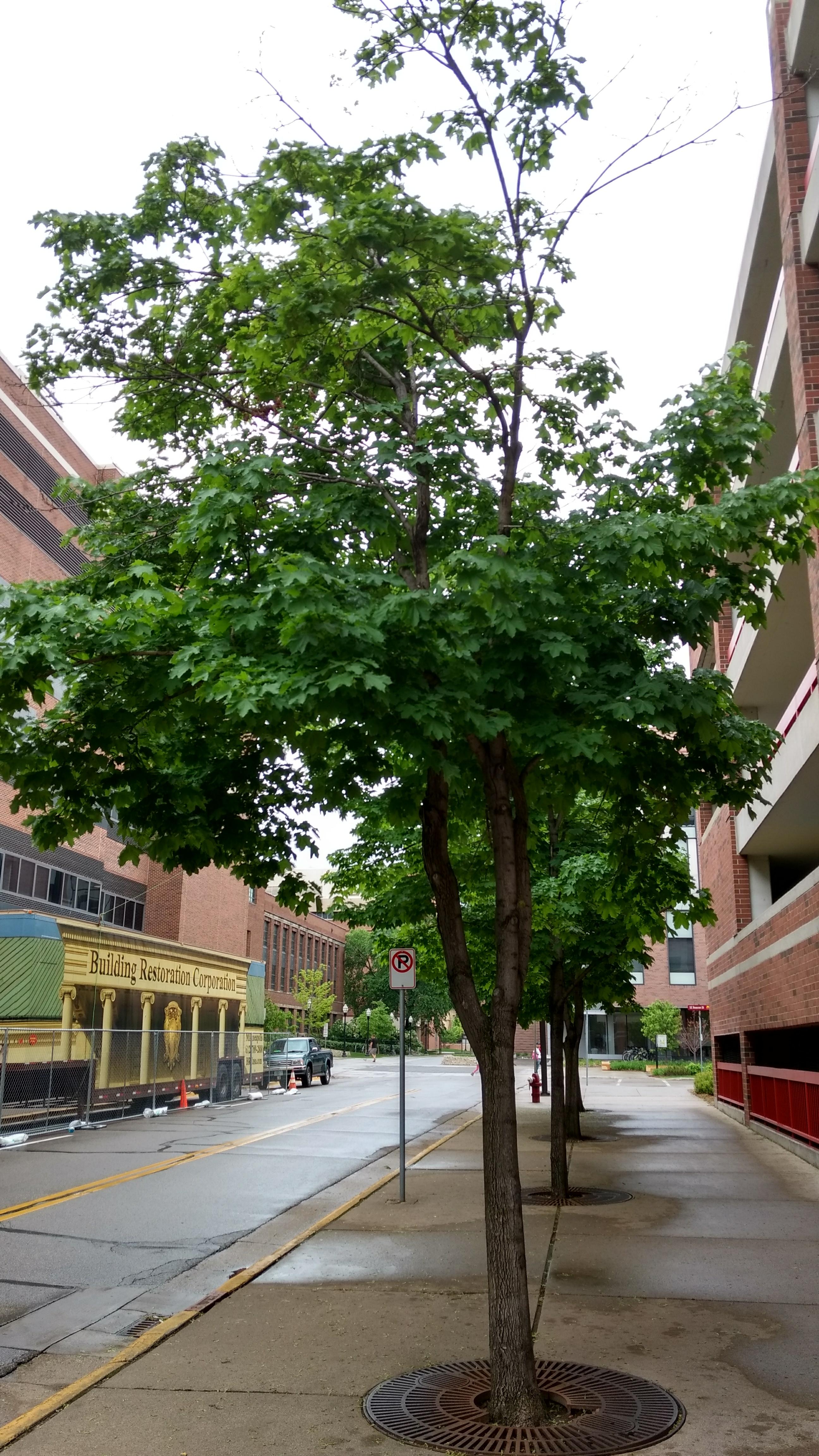 Photo - Outside - Park or Tree on 2017-05-17