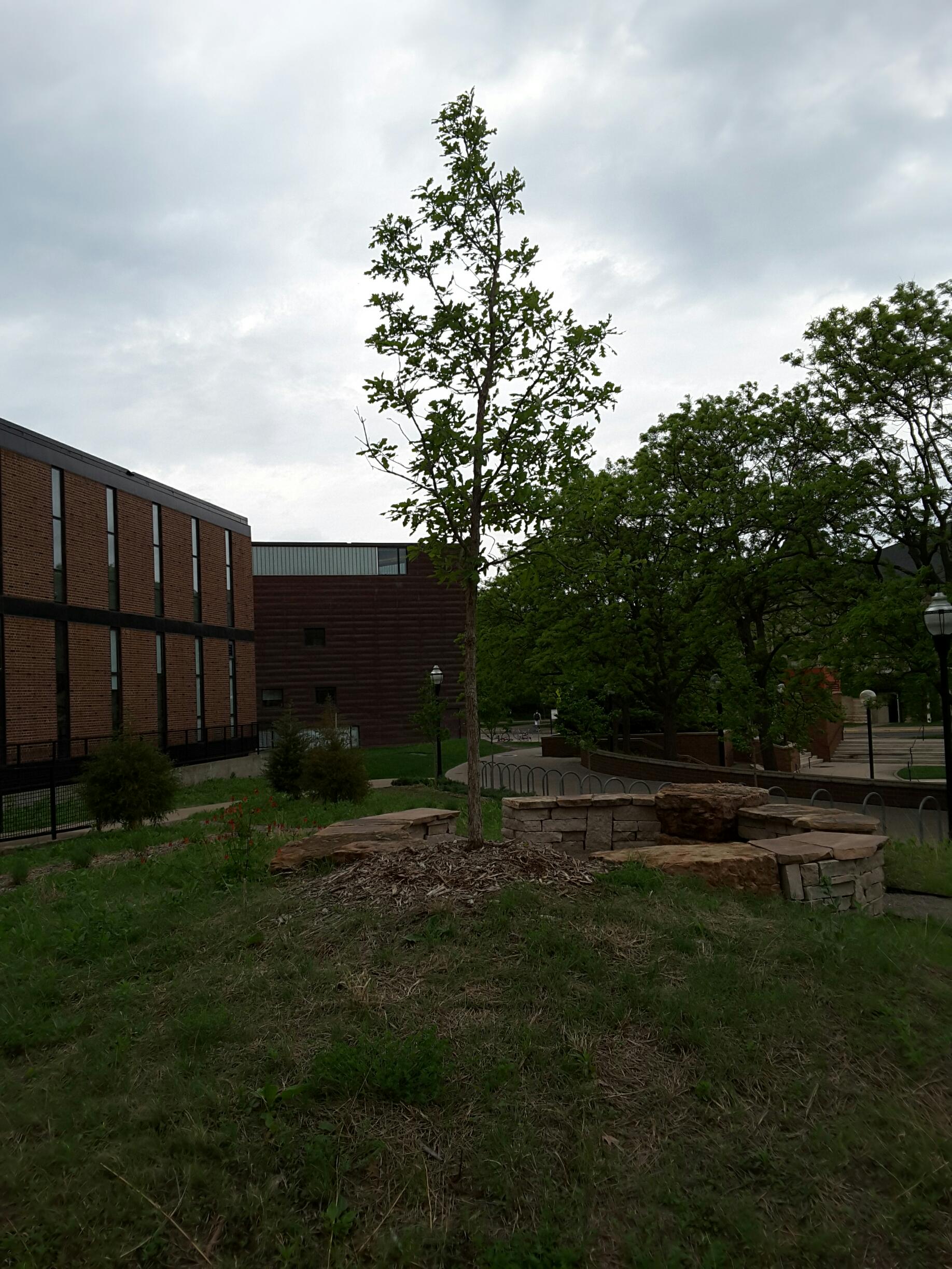 Photo - Outside - Park or Tree on 2017-05-17