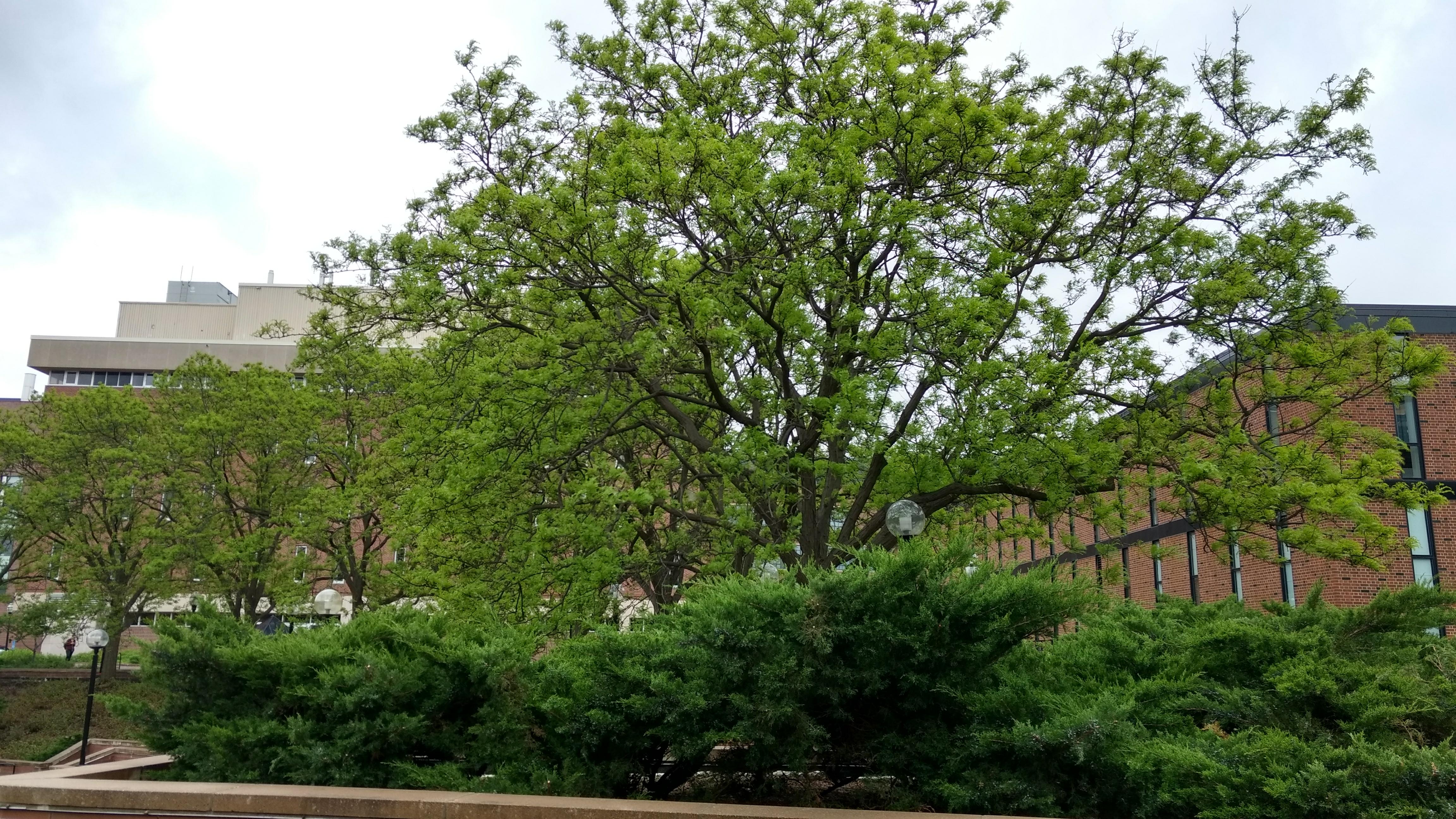 Photo - Outside - Park or Tree on 2017-05-17