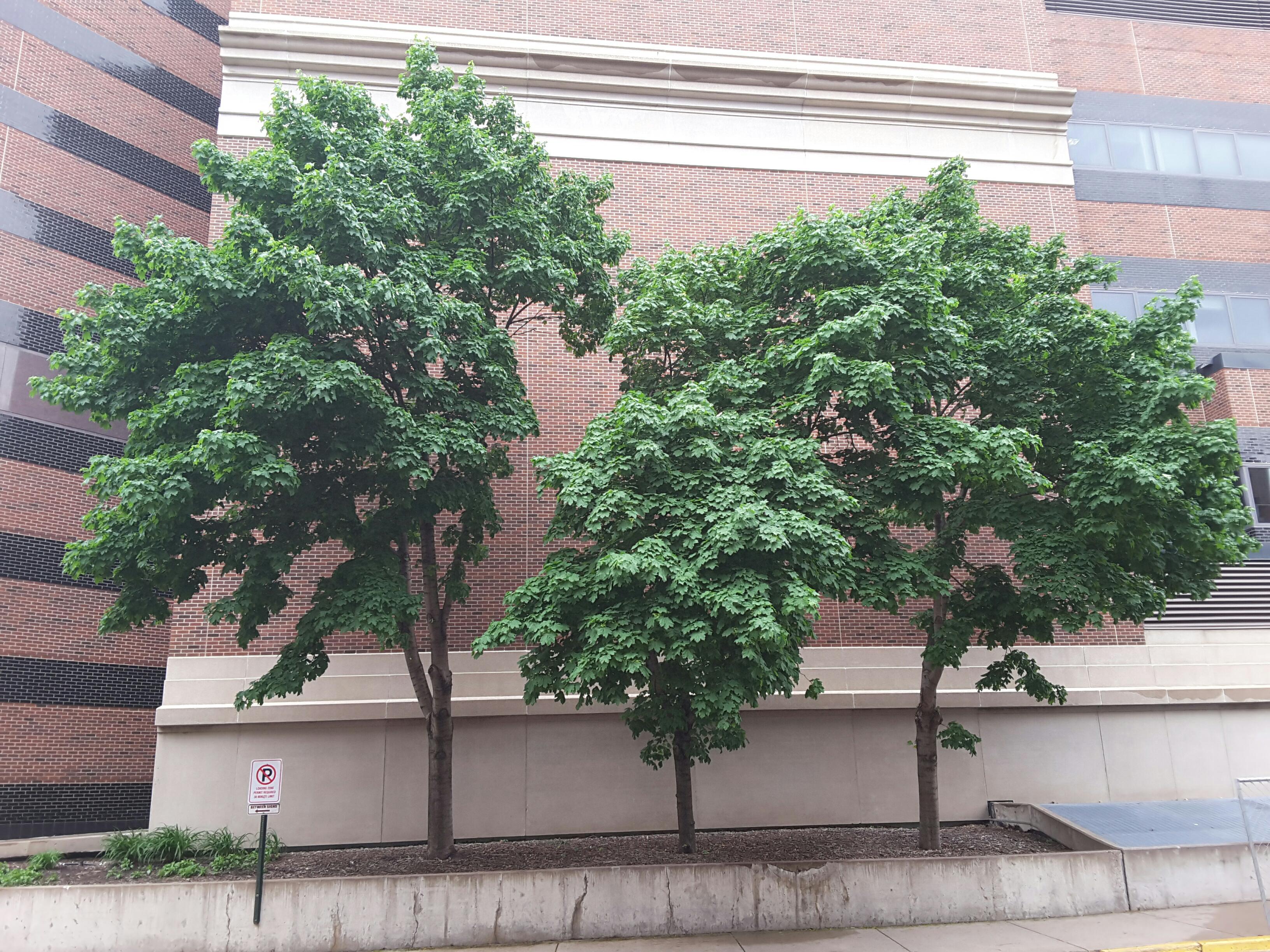 Photo - Outside - Park or Tree on 2017-05-17