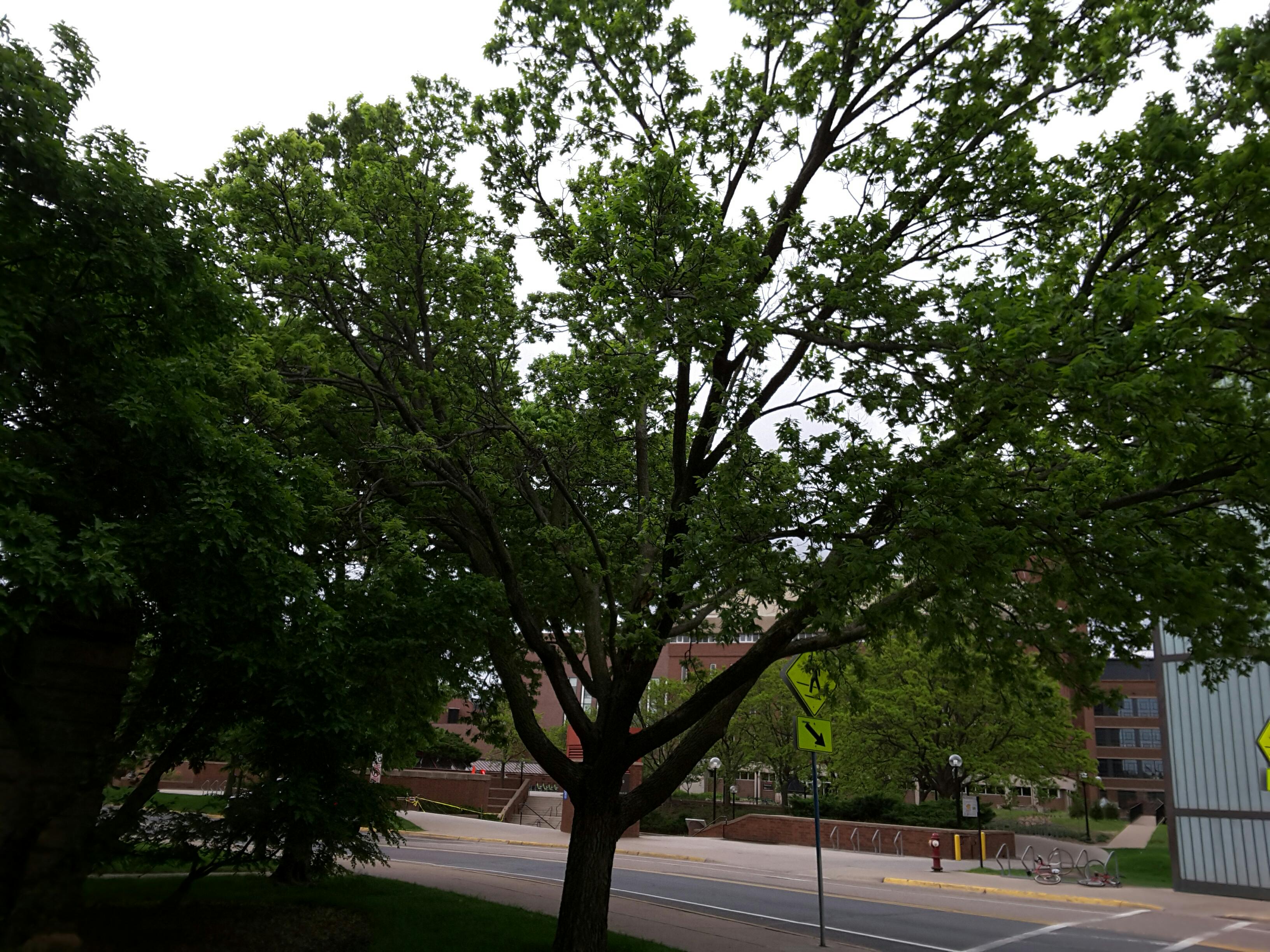 Photo - Outside - Park or Tree on 2017-05-17