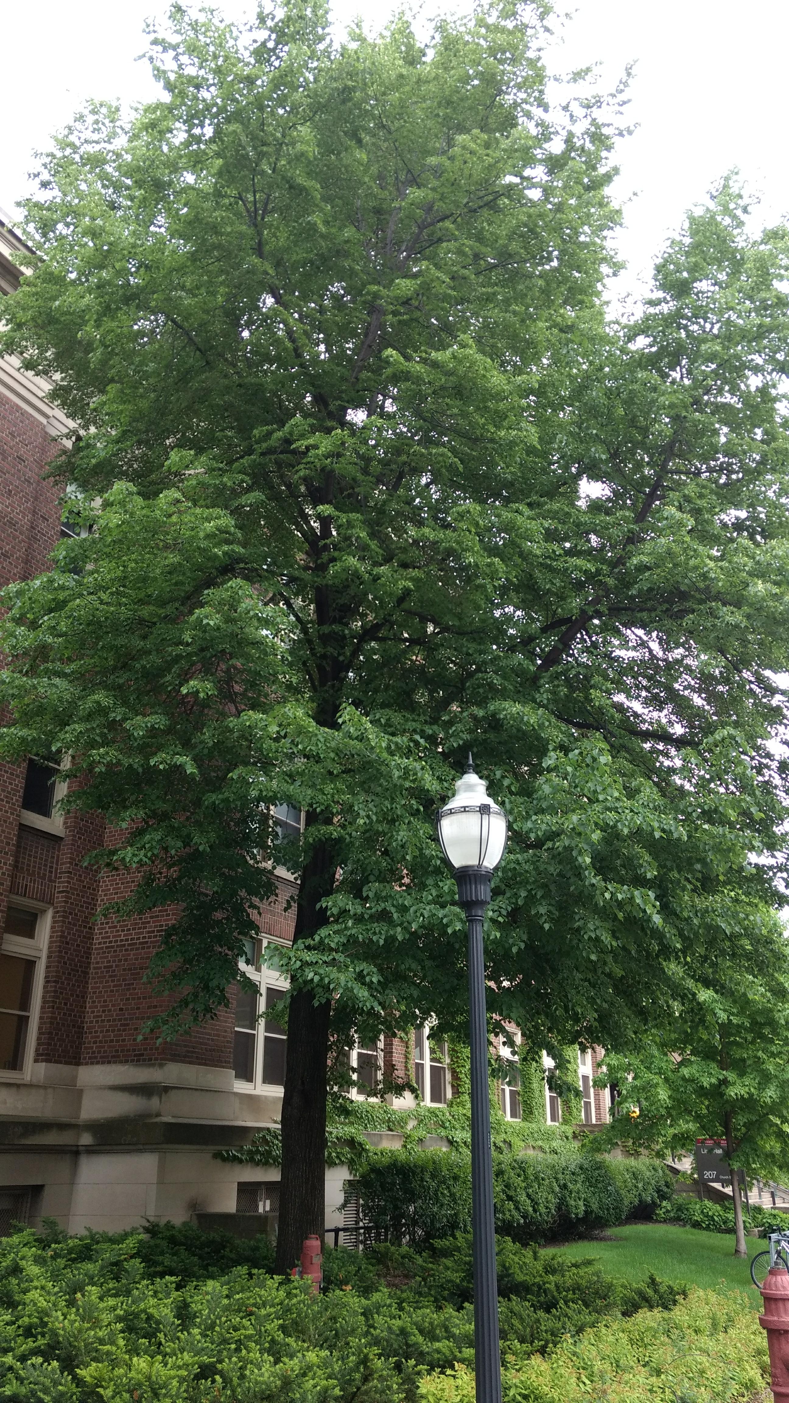 Photo - Outside - Park or Tree on 2017-05-17