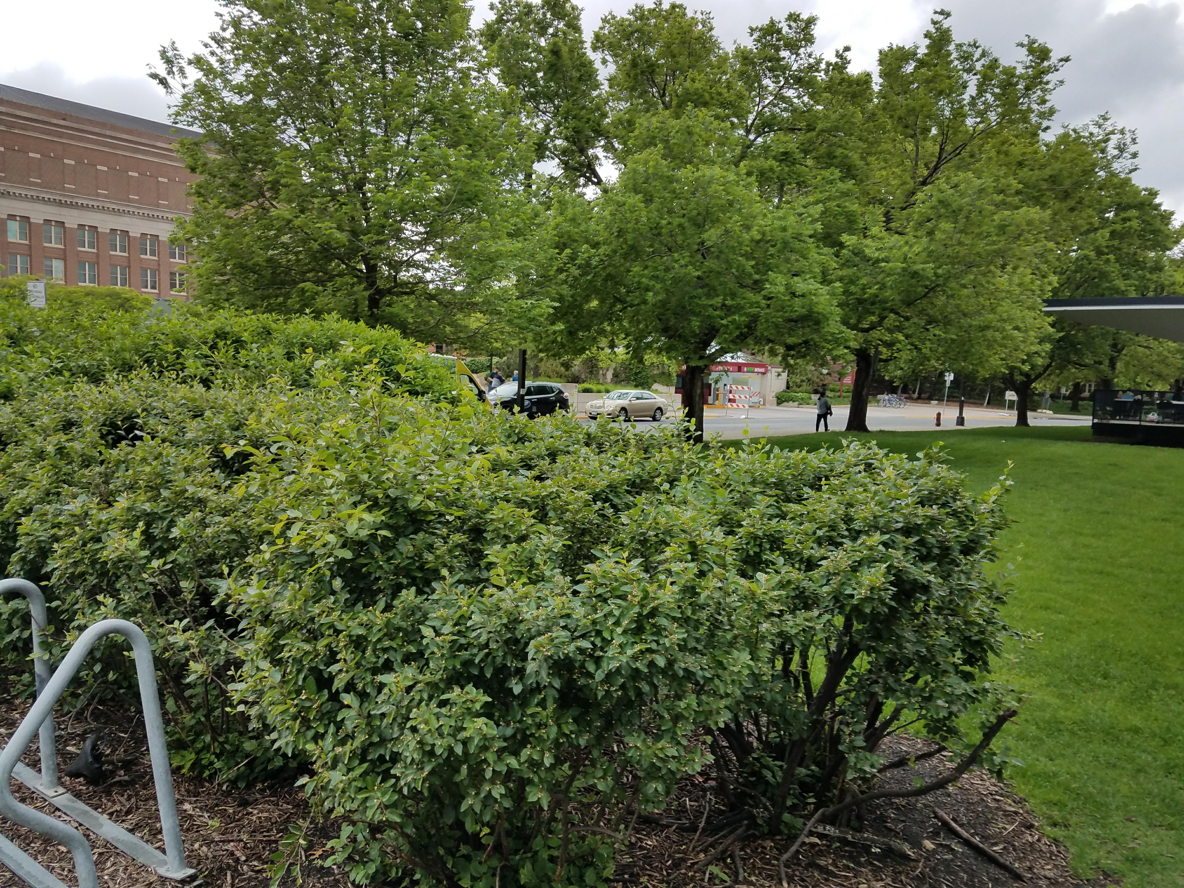 Photo - Outside - Park or Tree on 2017-05-17