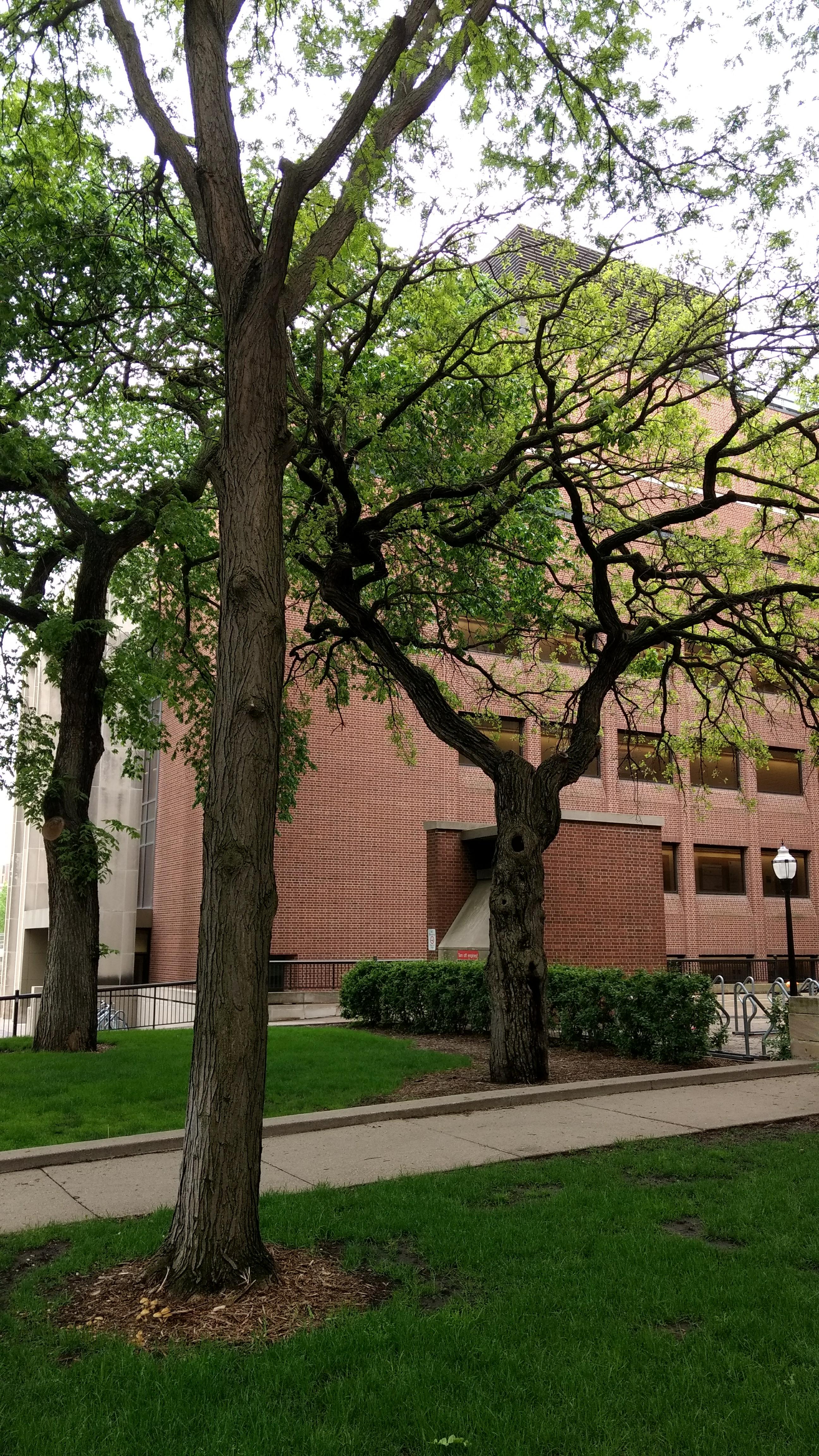 Photo - Outside - Park or Tree on 2017-05-17