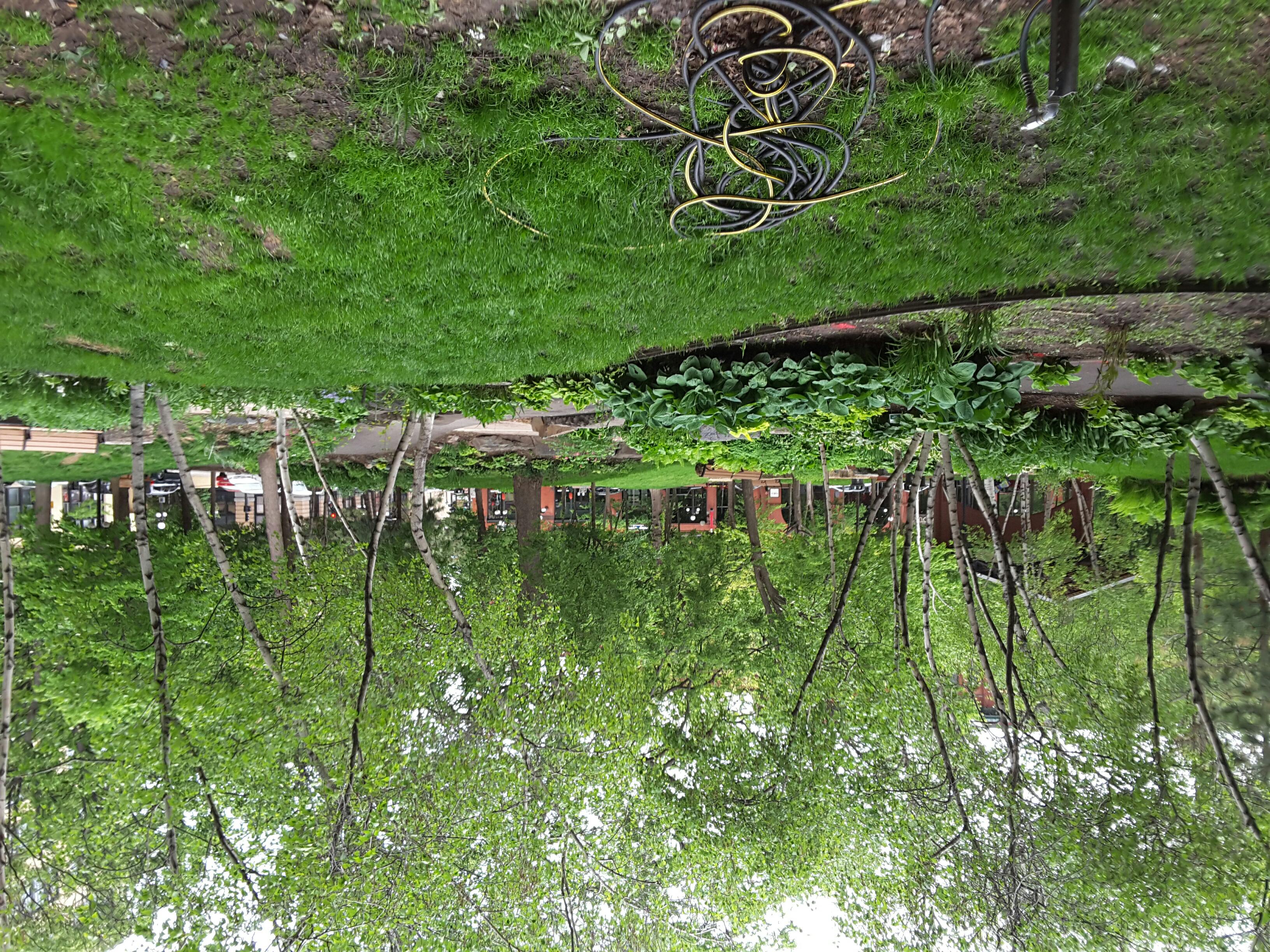 Photo - Outside - Park or Tree on 2017-05-18