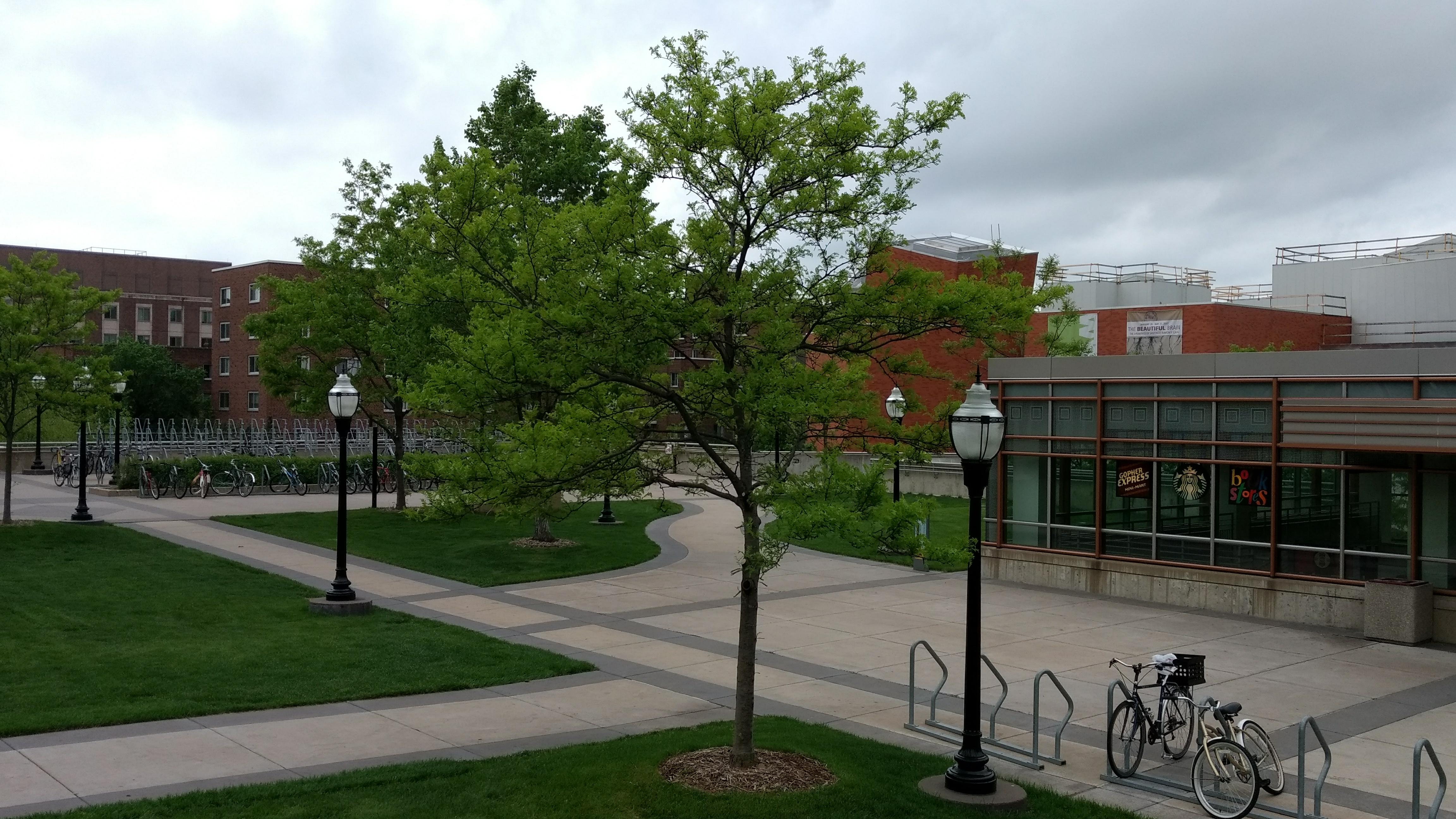 Photo - Outside - Park or Tree on 2017-05-17