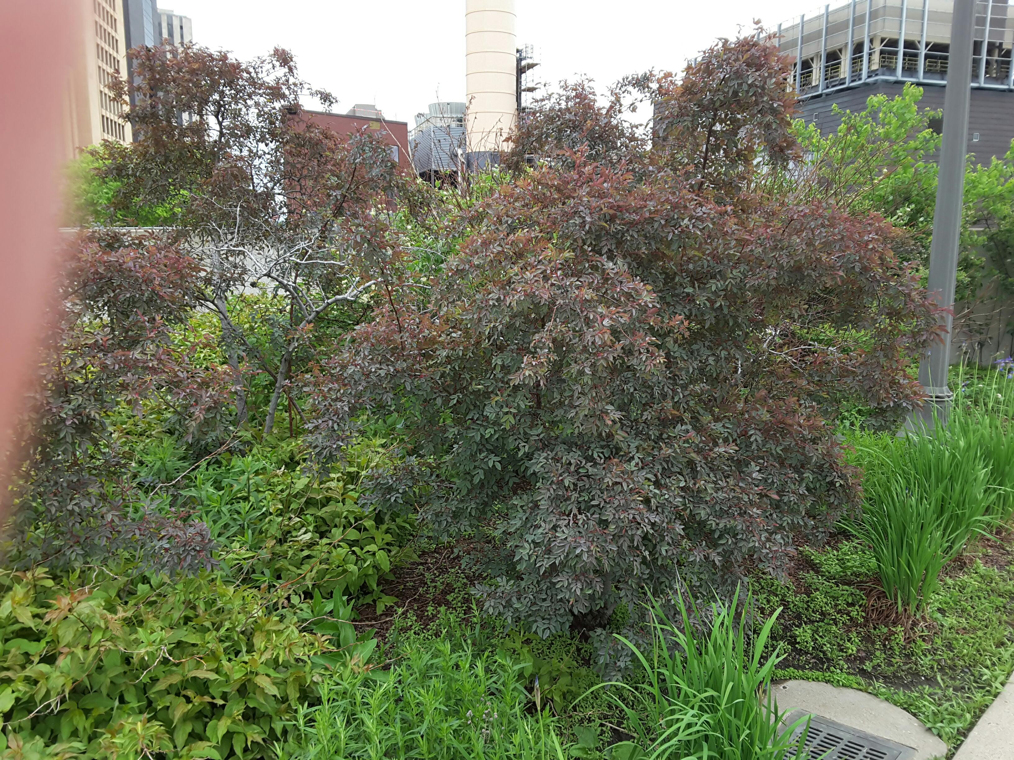 Photo - Outside - Park or Tree on 2017-05-18