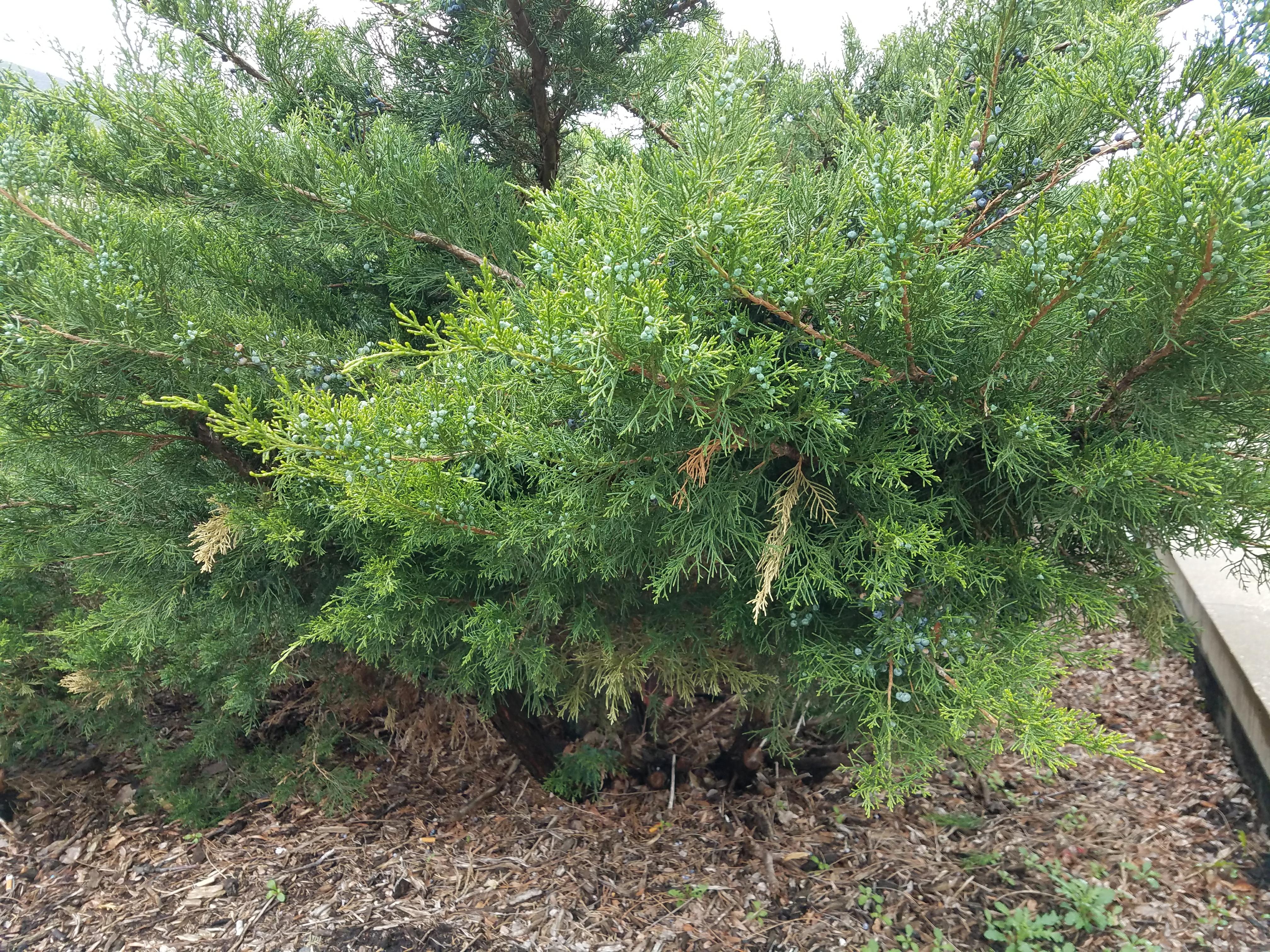 Photo - Outside - Park or Tree on 2017-05-17